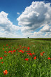 Sommer Landschaft