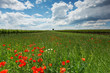 Sommer Landschaft