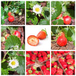 Collage fraises