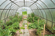 arched greenhouse