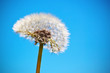 White dandelion