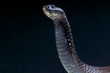 Photo: Cobra / Naja legionis Cobra / Naja legionis