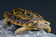 Photo: Pancake tortoise / Malacochersus tornieri Pancake tortoise / Malacochersus tornieri