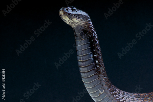 Photo: Cobra / Naja legionis Cobra / Naja legionis