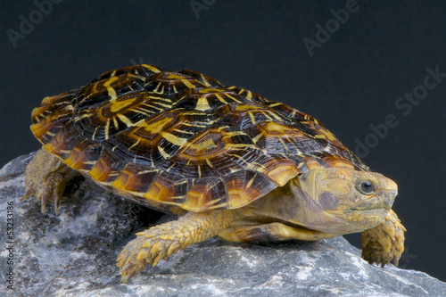 Photo: Pancake tortoise / Malacochersus tornieri Pancake tortoise / Malacochersus tornieri