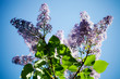 Foto: Lilac Lilac