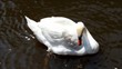 Schwan bei der Körperpflege (swan)