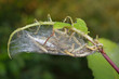 Foto: Kokon mit Raupen der Gespinstmotten Kokon mit Raupen der Gespinstmotten