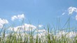 Grass