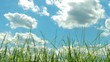 Grass