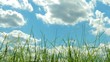 Grass