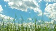 Grass