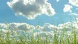 Grass