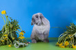 Photo: little bunny little bunny