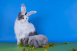 Photo: rabbit rabbit