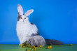 Photo: rabbit rabbit