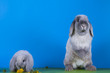 Photo: rabbit rabbit