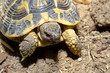Tartaruga
