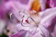 Pistil and Stamen of the Rhododendron flower.