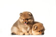 Two spitz puppy on white background