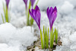 canvas print picture - Blossom crocuses