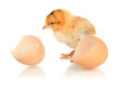 Photo: Little chicken with eggshell isolated on white Little chicken with eggshell isolated on white