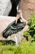 Marabou stork