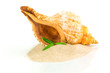 Spa concept with seashell and bamboo