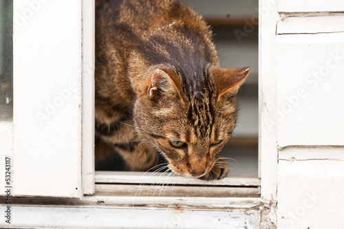 Photo: Tabby cat walking out the door. Tabby cat walking out the door.