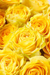 Foto: beautiful roses beautiful roses
