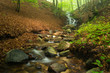 Arroyo en primavera con niebla. Montseny.
