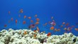 Coral and fish in the Red Sea, Egypt