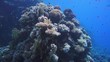 Coral and fish in the Red Sea, Egypt
