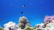 Coral and fish in the Red Sea, Egypt