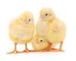 Foto: three cute chicks isolated on white three cute chicks isolated on white