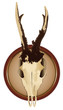 Vector deer skull on a wooden board