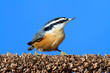 Photo: Red-breasted Nuthatch On A Branch Red-breasted Nuthatch On A Branch
