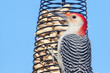 Photo: Woodpecker on a Peanut Feeder Woodpecker on a Peanut Feeder
