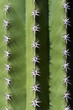 Photo: Prickly Cactus Close-up Prickly Cactus Close-up