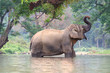 Single Elephant in river