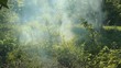 Wildfire. Ignition of the summer in the woods  