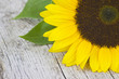 sunflower on old wooden background (Helianthus)