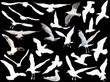 gulls collection on black background