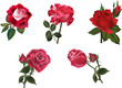 Vector: five isolated red roses collection five isolated red roses collection