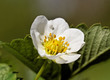 Flower of strawberry plant.