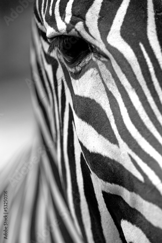  Monochromatic zebra skin texture