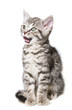 little kitten isolated on a white background