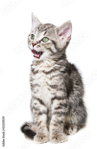 Photo: little kitten isolated on a white background little kitten isolated on a white background