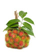 Rambutan fruit with leaf