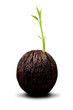 seeds growing (new life)